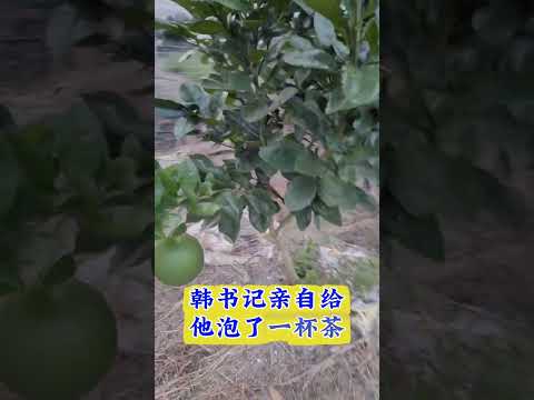 三个情人 サムネイル