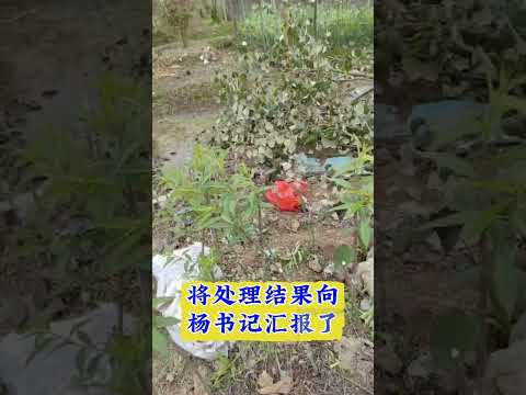 书记的秘书 サムネイル